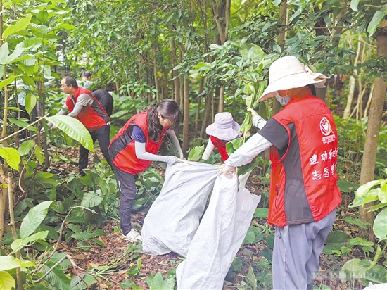 江门市科协工作人员在市林科所清理树枝。 江门市科协工作人员在市林科所清理树枝。