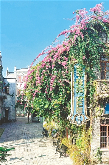 赤坎华侨古镇的杜鹃花盛放。