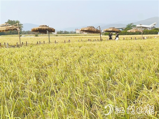 此时的牛江镇,连片水稻进入成熟期,金黄的稻穗在风中轻轻摇曳。 此时的牛江镇,连片水稻进入成熟期,金黄的稻穗在风中轻轻摇曳。