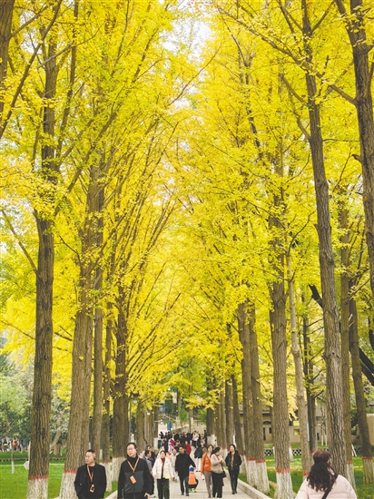江门春秋国旅带团友到额济纳旗赏秋色。 江门春秋国旅带团友到额济纳旗赏秋色。