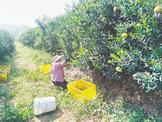 果农正在果场摘柑。 果农正在果场摘柑。