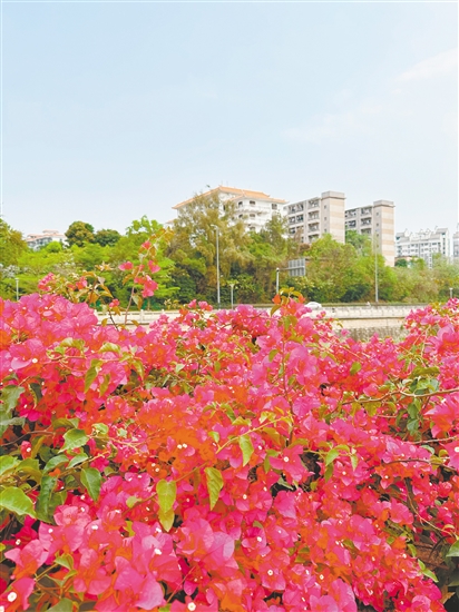 江门街头的簕杜鹃花团锦簇。 江门街头的簕杜鹃花团锦簇。
