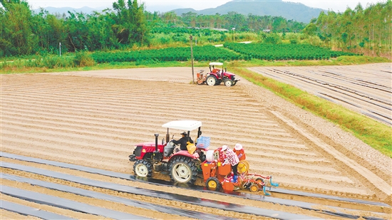 冬种马铃薯已成为恩平市农业增效、农民增收的重要产业。 冬种马铃薯已成为恩平市农业增效、农民增收的重要产业。