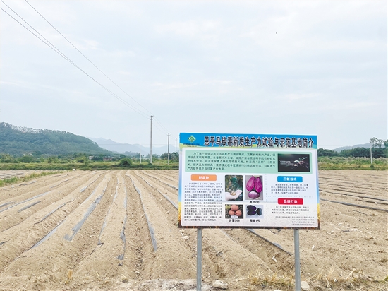 牛江镇农产品综合服务站与省农科院合作，对77个马铃薯品种进行试种。