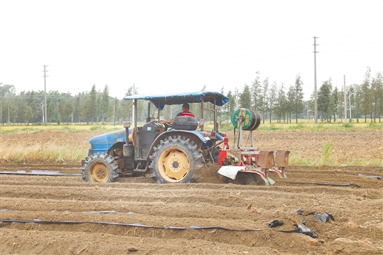 2025年江门市冬种生产现场会在恩平举行。