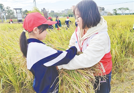 青少年和志愿者一起收割水稻，体验农耕的艰辛。