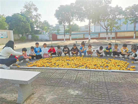 孩子们将剥好的柑皮均匀铺在晒场上。 孩子们将剥好的柑皮均匀铺在晒场上。