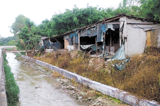 简陋的养猪场就搭建在水渠边上，周围恶臭扑鼻。