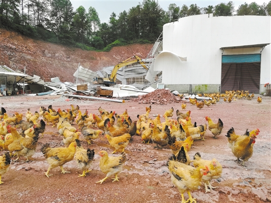 5月5日，河山村一座违建厂房以养鸡场为伪装，用作废旧塑料回收加工，对周围环境污染很大，强拆时，养鸡场的鸡纷纷跑到空地上。