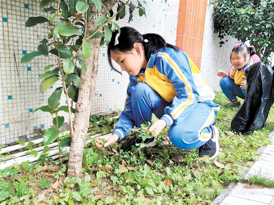 启明小学的学生们正在生物园里拔草,保护大树.