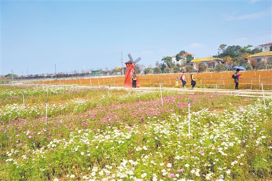 大鳌东风岭南水乡生态园格桑花和硫华菊相互呼应.