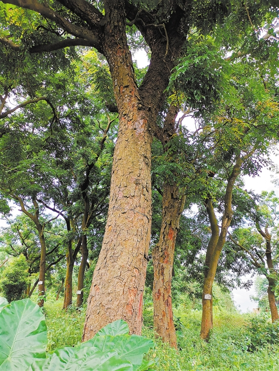 格木林共有185棵格木树.