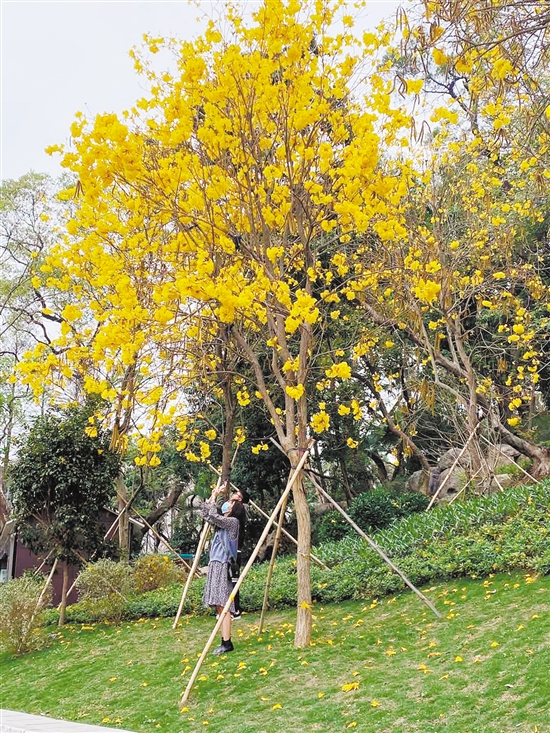 不少游人驻足观赏黄花风铃木.