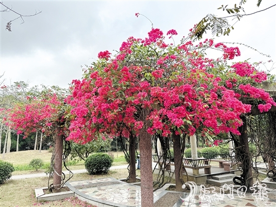 作为江门市花，在簕杜鹃花盛开时节，城市的色彩也随之明亮艳丽起来。