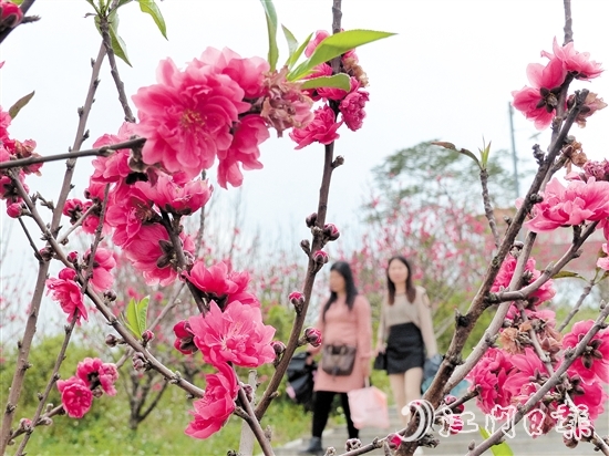 双水镇上凌村桃花园，已是春色满园。