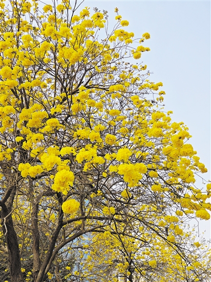 市区建设二路一侧盛开的黄花风铃木。郭永乐摄