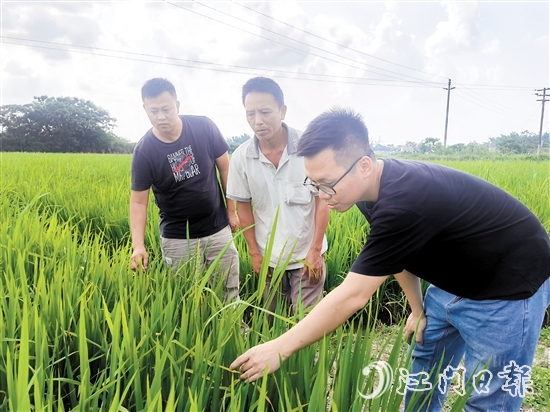 农服助理经常要到田里为农户解决“疑难杂症”。