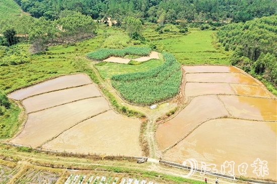 在恩平市供销合作社的助力之下，越来越多撂荒地变成“希望田”。