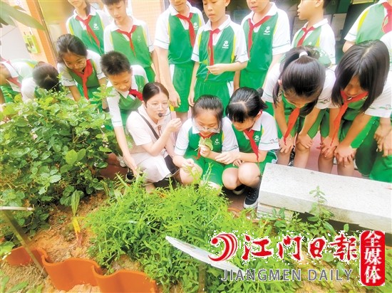 在“草药长廊”，教师指导学生采摘已成熟的中草药，并科普中草药知识。