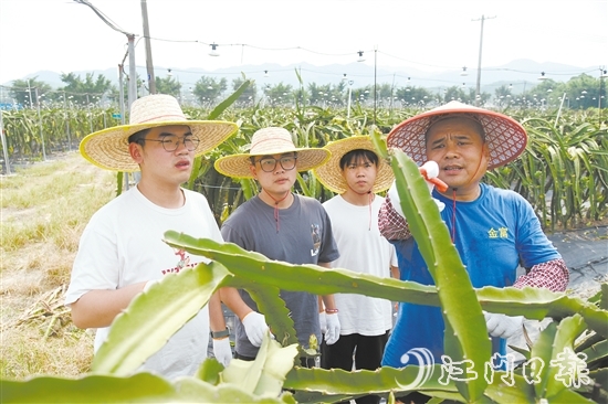 谢文耀（左一）、邓金豪（左二）、吴育彬（右二）在农场跟吴富焯（右一）学习火龙果剪枝。