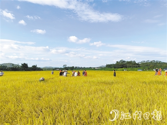 日前，绿湖公司负责复耕复种的金鸡镇游东新溪村50多公顷撂荒地，晚造水稻迎来丰收。