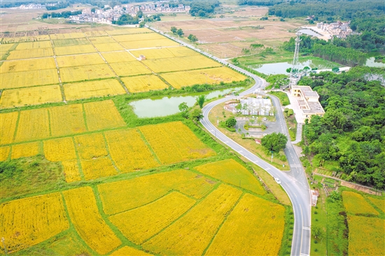 良西镇福稻农垦有限公司种植水稻166.7公顷（2500亩），全年收益达200多万元。