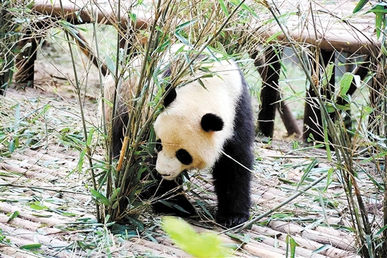 游览成都大熊猫基地，近距离观察可爱的大熊猫。