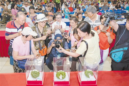 2018年6月1日，2018第五届广东（江门）杜阮凉瓜美食文化旅游节在五邑华侨广场会展中心开幕。市民纷纷用镜头拍下“凉瓜王”。