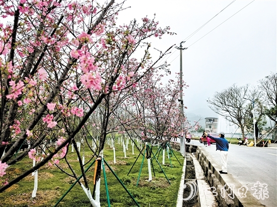 忠心岗村道上的“樱花大道”已成为鹤城绿美乡村建设的一大亮点。
