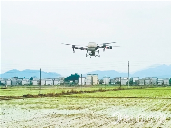 新会区利用农用无人机提高农田施肥、施药等田间管理的效率。