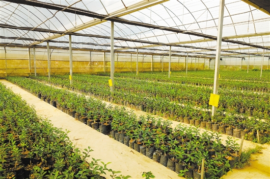 新会林科所依托园区温室大棚资源，创建新会柑无病苗木繁育基地。