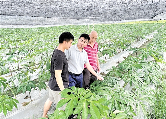 四九镇东方村驻村第一书记蒋德东（中）查看魔芋生长情况并和村干部探讨产业发展思路。
