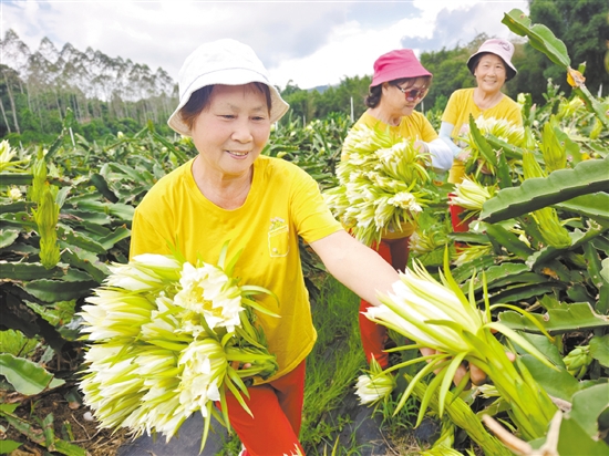 美丽的霸王花吸引游客前来拍照打卡并采摘。