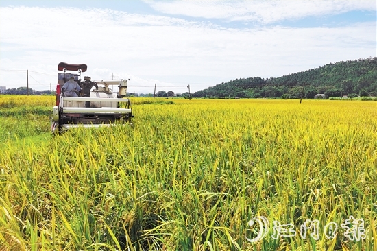 台山早稻全面开镰收割，进度已完成80%以上。
