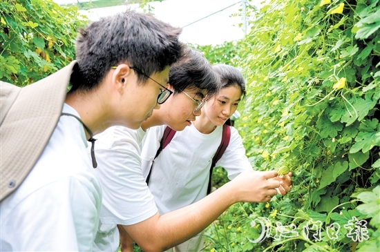 高校青年走进田间地头了解杜阮凉瓜的生长环境和采摘技巧。