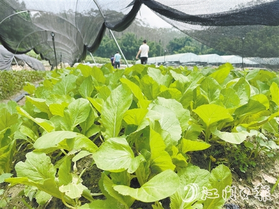 源林农业推动撂荒地复耕复种，种植各类瓜果蔬菜约52公顷（780亩）。