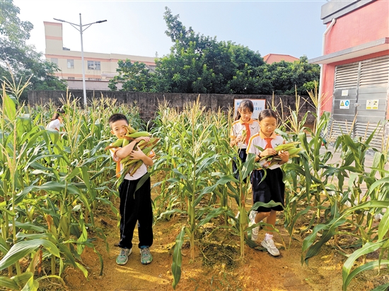 各班学生代表齐聚劳动实践基地，穿梭在田地里采摘玉米。