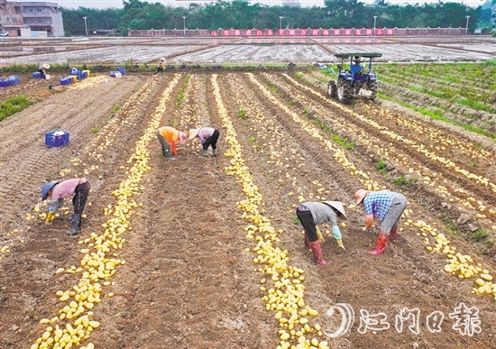 今年以来，恩平市供销社依托省市县镇供销社组织体系和服务网络优势，发挥基层供销社和村集体组织动员农户作用，以订单为核心，集聚省社企业、镇村供销社和村集体力量，打通马铃薯采购、采收、储藏、运输、销售全流程，搭建“订单收购+冷链服务+错峰销售”农产品全程冷链服务模式。