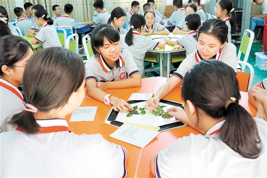 学生们学习认识常见中药。