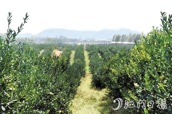 时下正值茶枝柑采摘旺季，在沙湖镇和平村，漫山遍野的茶枝柑树郁郁葱葱，枝头挂满圆润饱满的果实。