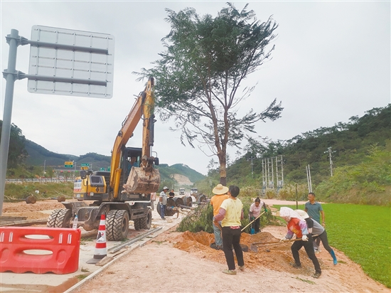 赤溪镇组织工作人员在黄茅海跨海通道赤溪西出口种植绿化树。