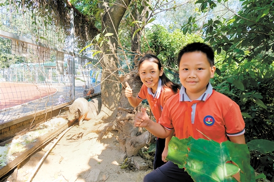 学生成了“养猪小能手”。