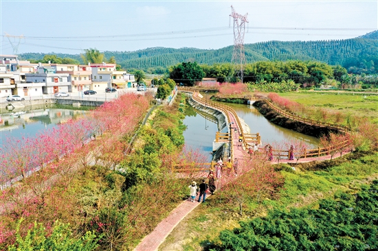 每年恩平市良西镇福坪村桃花盛开之时，都会吸引不少市民游客前来观赏。