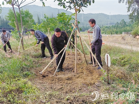 志愿者手持锄头，对每一棵树木周围的杂草进行清除，并对土壤进行松土处理，确保每一棵树木都能在良好的土壤环境中生长。