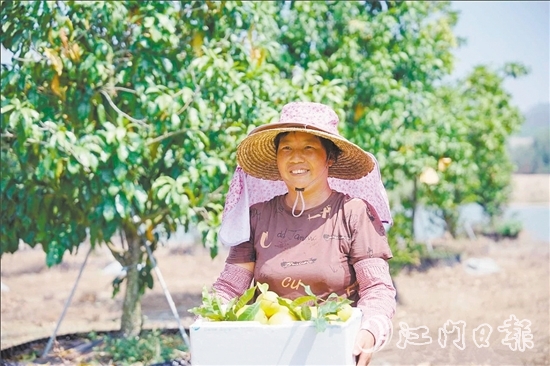 宅梧镇凤鸣谷果园的黄晶果迎来第二轮丰收。