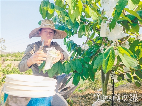 释迦果采摘季将持续到明年3月中旬。