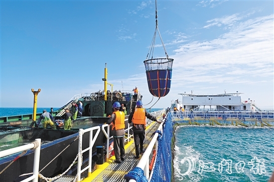 黄茅海跨海通道开通当天，新一批鮸鱼良种被成功投放至“台山1号”。