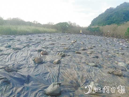 在治理现场，已清除互花米草的区域用遮阳网进行遮盖。