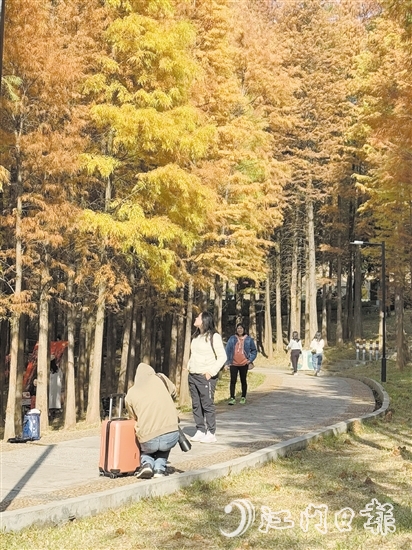 ▲红羽杉林独特的景观吸引了众多市民、游客前来赏景拍照“打卡”。