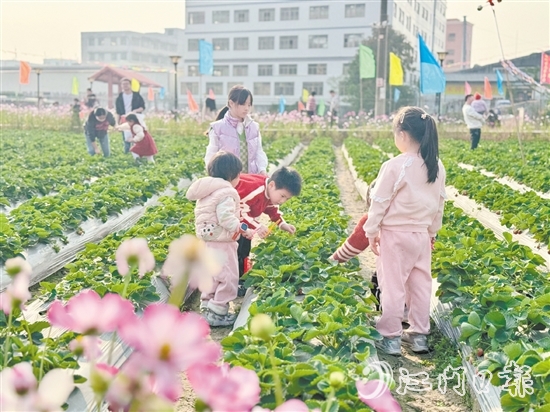 小朋友们手持剪刀，细心地采摘草莓。